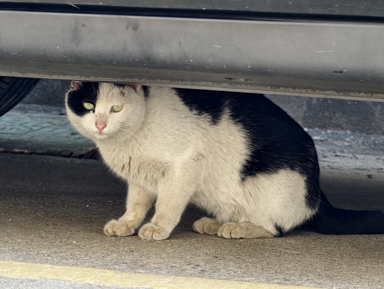 这只小区的野生猫咪🐱天天躲在我车子下面我家孩子每次都会带点吃的给他她似乎