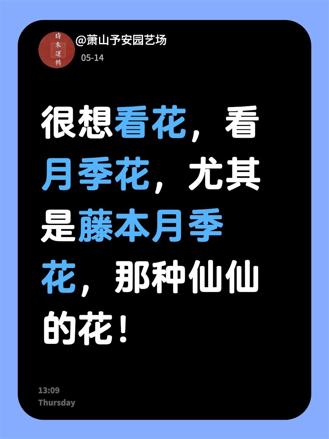 很想看花，看月季花，尤其是藤本月季花，那种仙仙的花！爬藤月季大苗盆栽花卉月季花