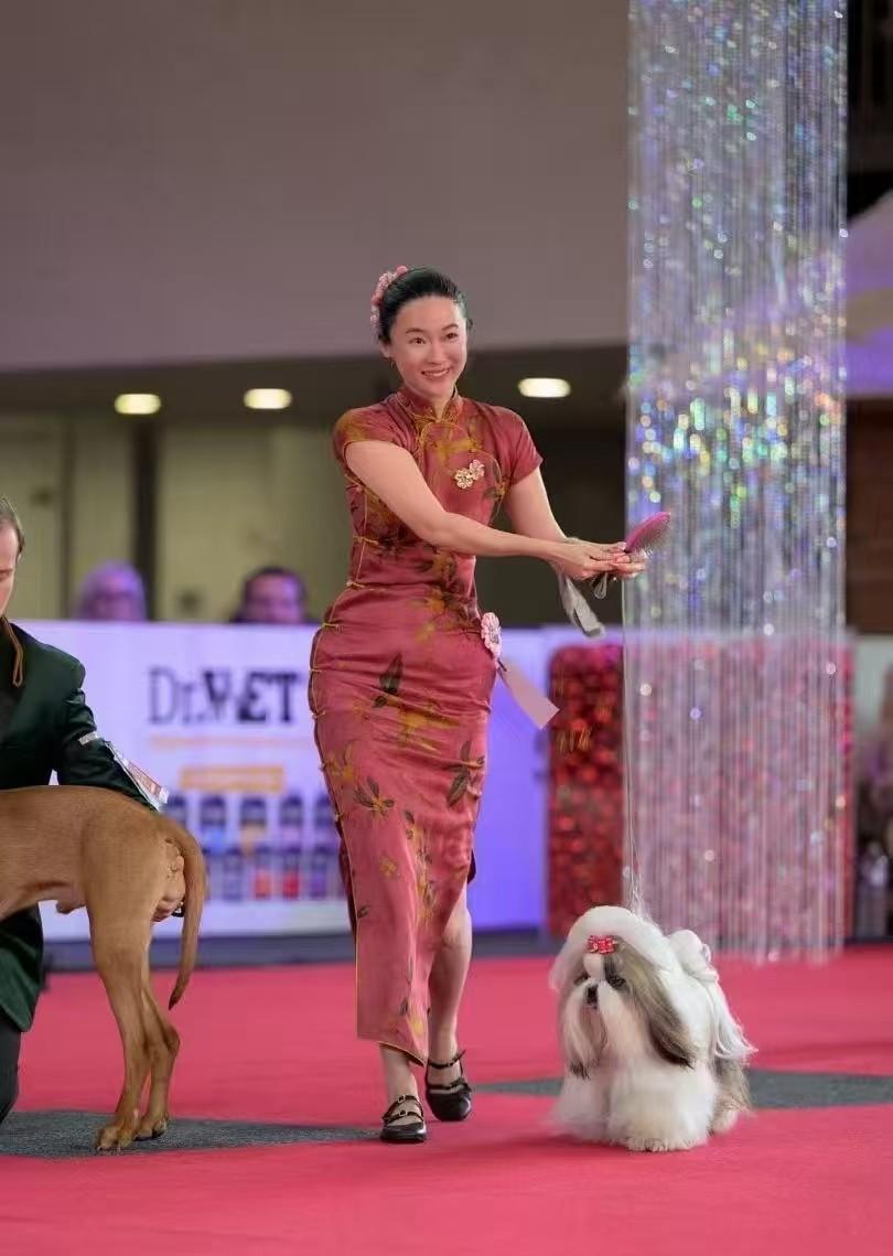 霍思燕这是在新赛道大放光彩了啊！她的赛级西施犬在布鲁塞尔国际犬展上拿了全场总冠军