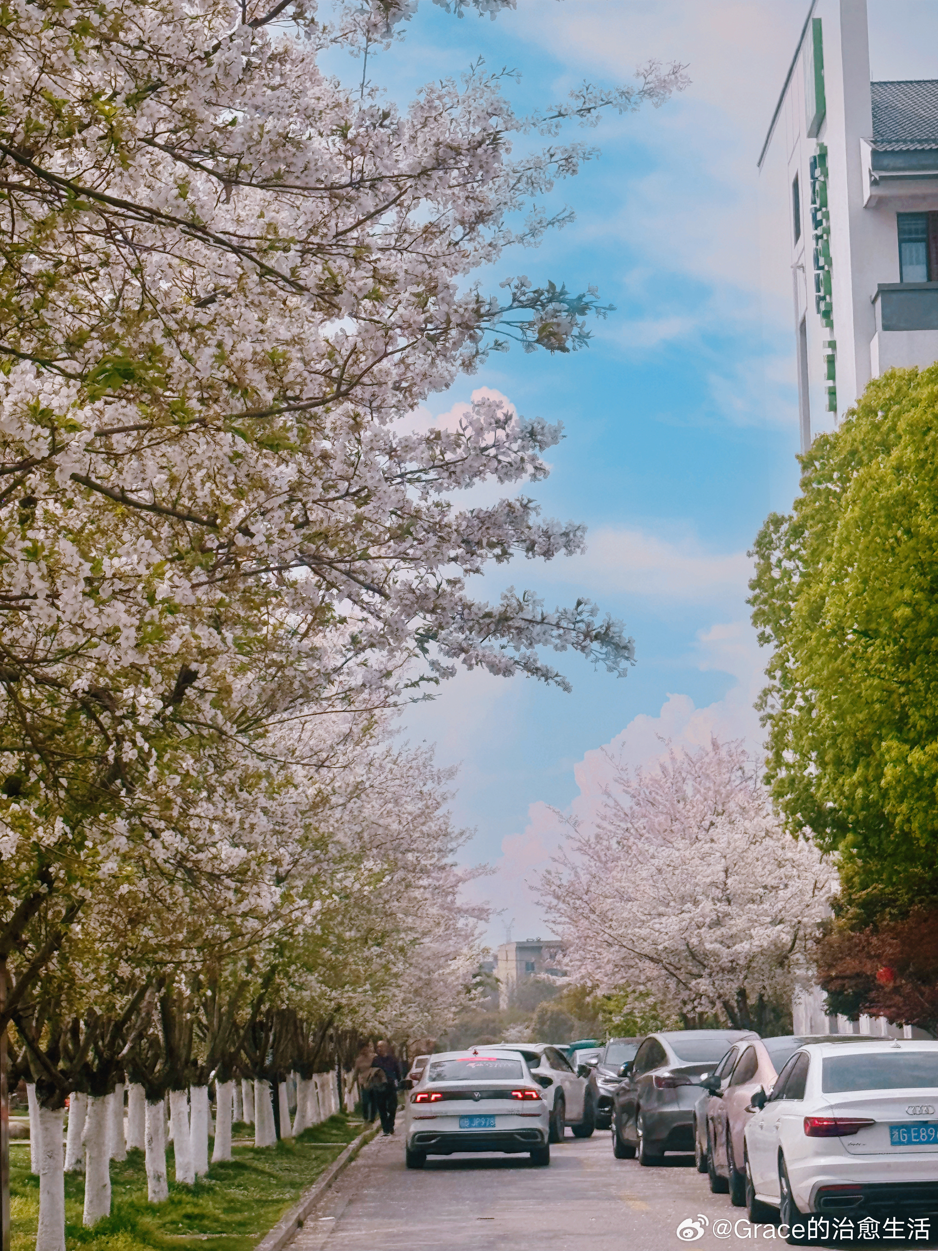 清明假期最后一天上午，去了平湖钟埭樱花小镇，太美啦！成片的樱花树和蓝白小碎花，散
