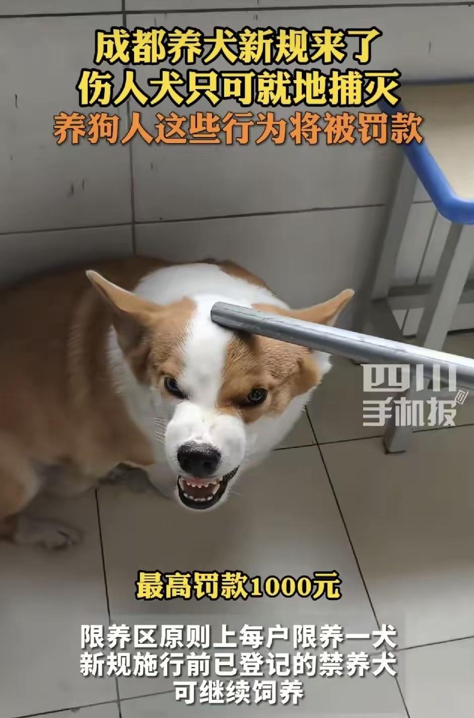 5月27日成都养犬新规获批通过！8月1日起正式施行：遛狗不牵绳最高罚1000元，
