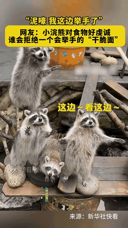 画面里，一只小浣熊举着两只爪子，像个刚上幼儿园的小朋友，一脸真诚地说：“泥嚎