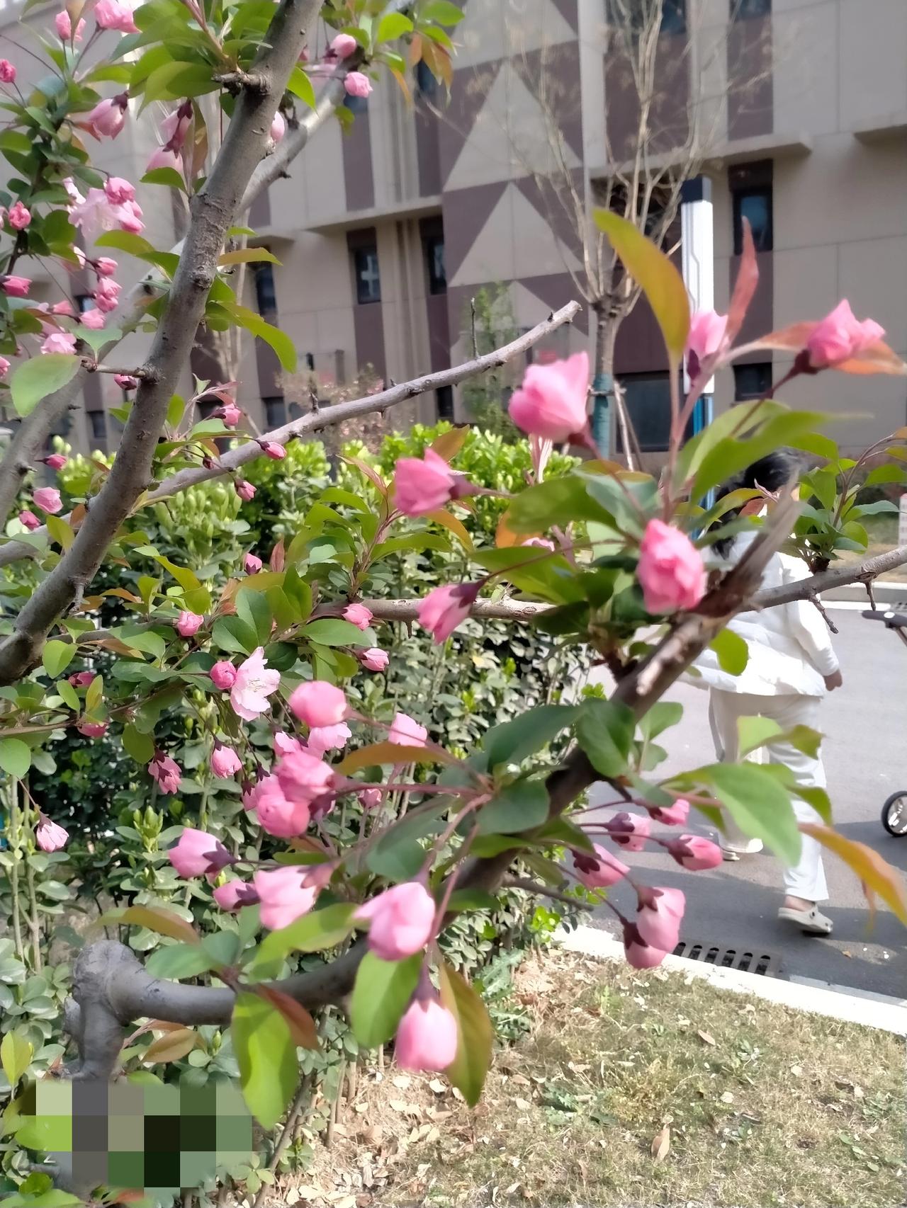 愿我的生活跟这花儿一样美丽，心情跟花儿一样豁达开朗，开心每一天，么么哒！