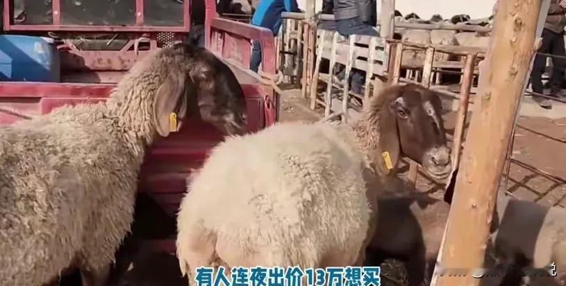 宁夏小羊走红，主人拒卖，真相令人意外。最近宁夏有只小羊火了。它一见到大人就倒地