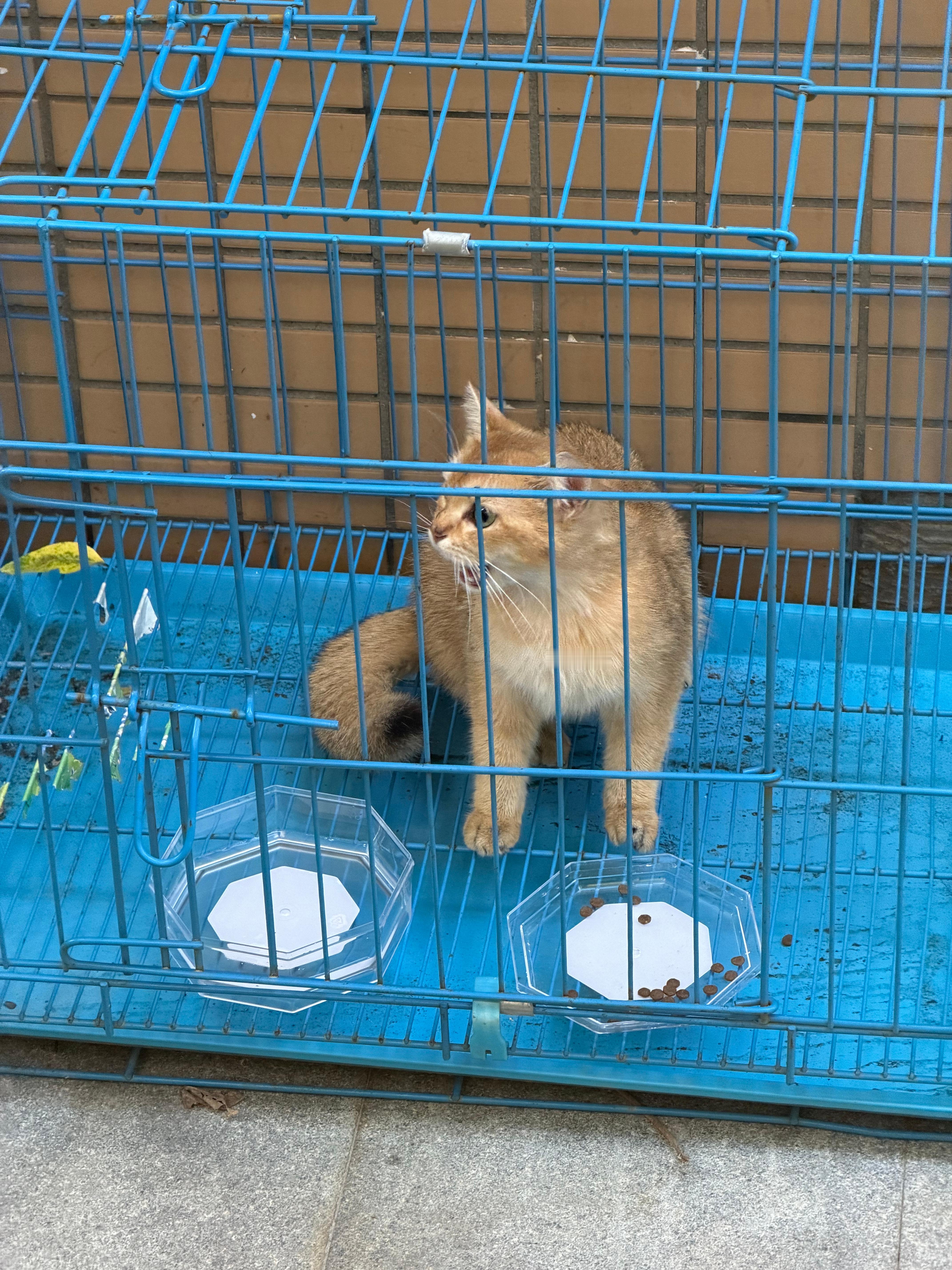 昨天捡到的小猫今天一天在物业还没人认领物业下午打电话来说如果今天六点下班前还