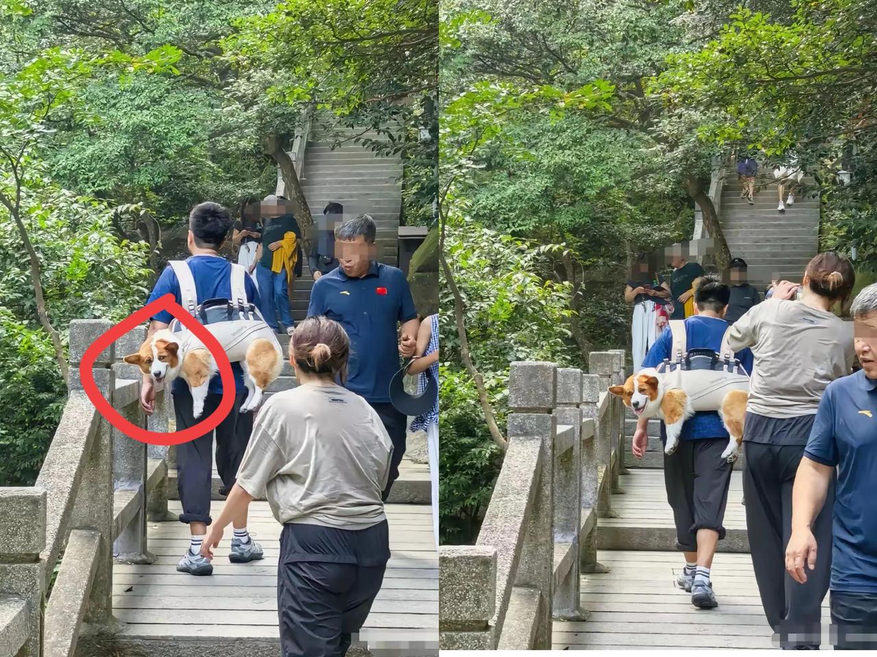笑不活了！小伙怕狗狗爬山累，直接用双肩背带把狗子背在背上，吭哧吭哧爬1300个台