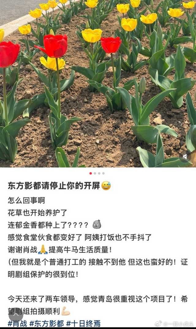 山东果然好客之乡，青岛影都迎接十日终焉剧组郁金香🌷都种上了。