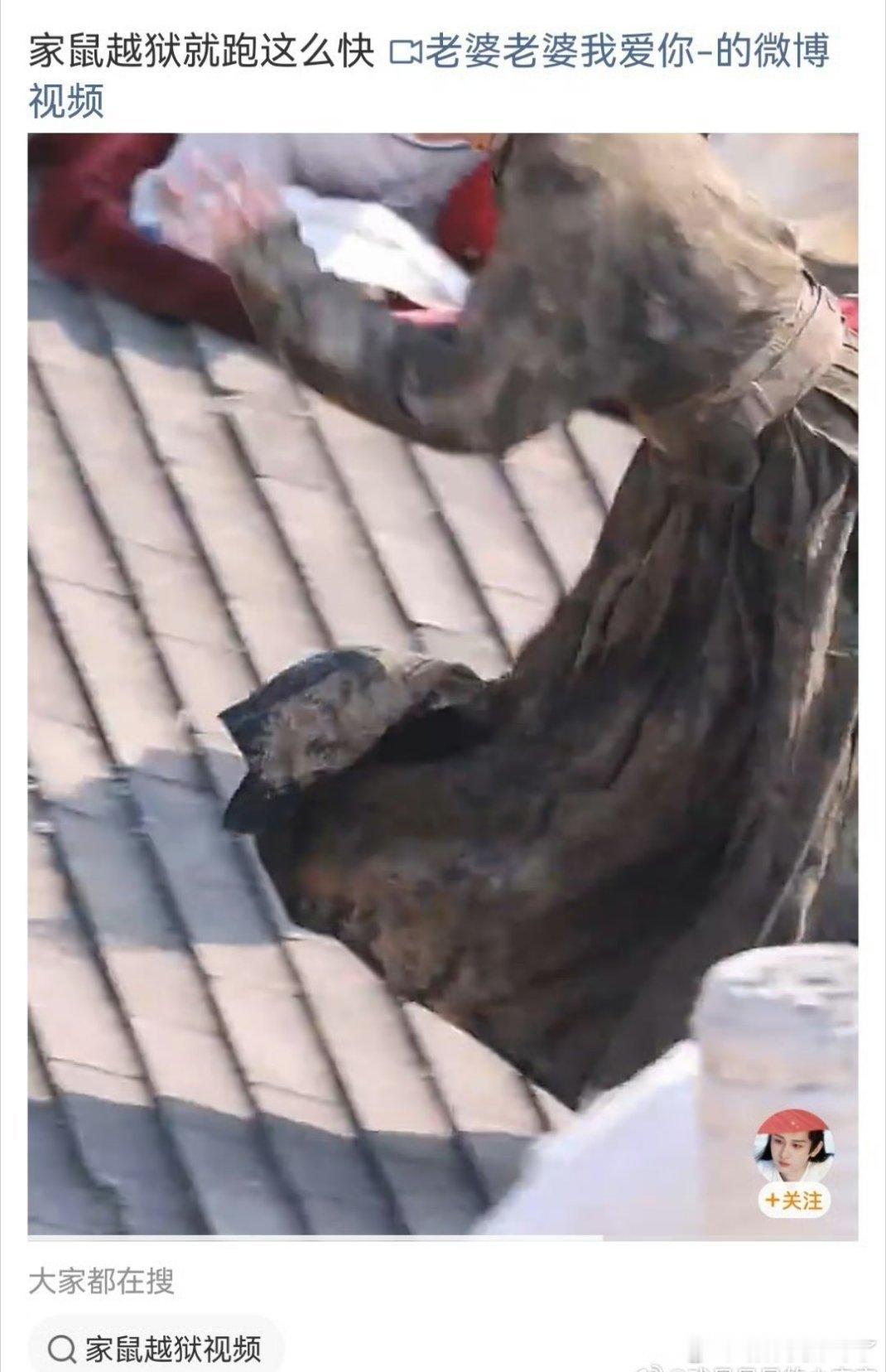 把正主叫“家鼠”了？