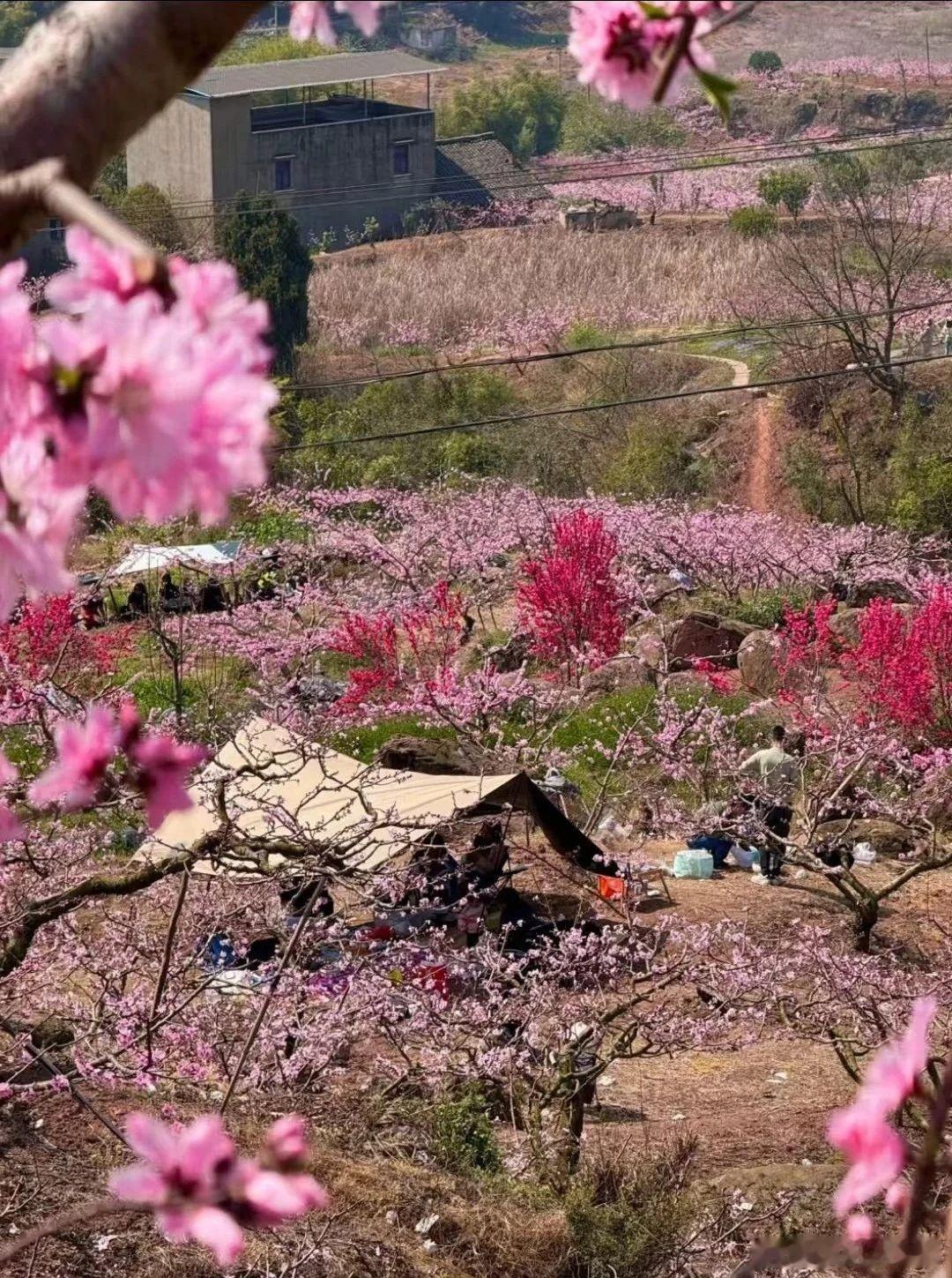 拍下春天的第一朵花收录春天的小美好，待到夏天再播放～​​​