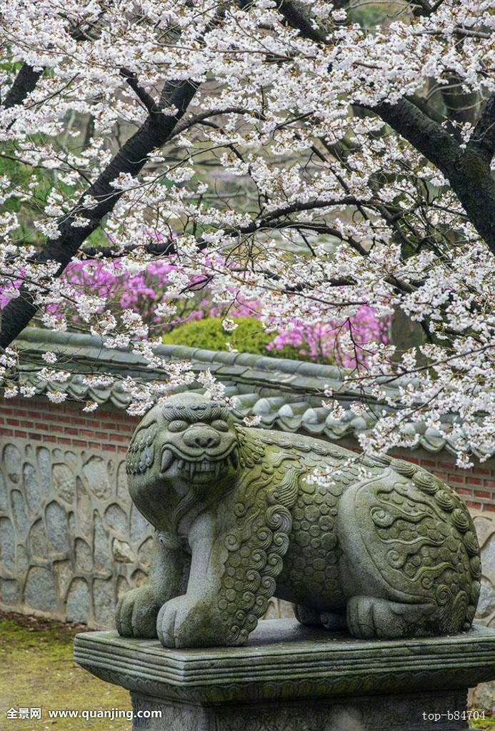 【这里是韩国】说到樱花，我们可能会想到的是日本，其实韩国也有很多欣赏樱花的好去处