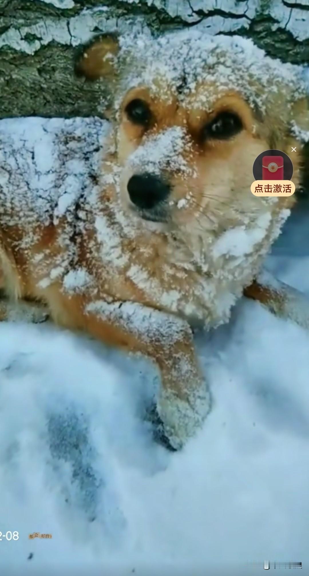 野外的流浪狗着实令人揪心。在这冰天雪地的寒冷天气里，它们只能在山脚下熬过这严寒的