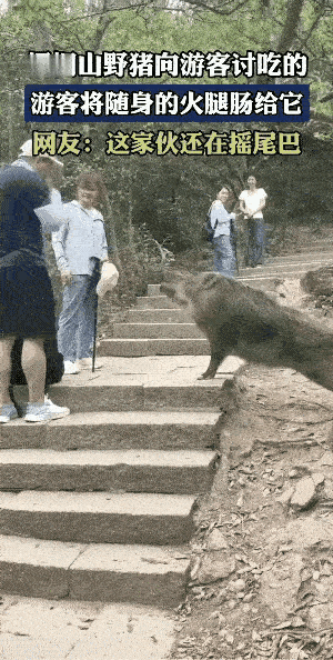 不管任何物种在美食面前毫无抵抗能力野猪：识时务者为俊杰[汗]