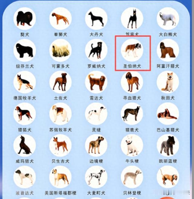 恶犬咬人，主人拘留！山西太原，17岁的小赵骑着电动车，一条体型庞大的恶犬突然冲