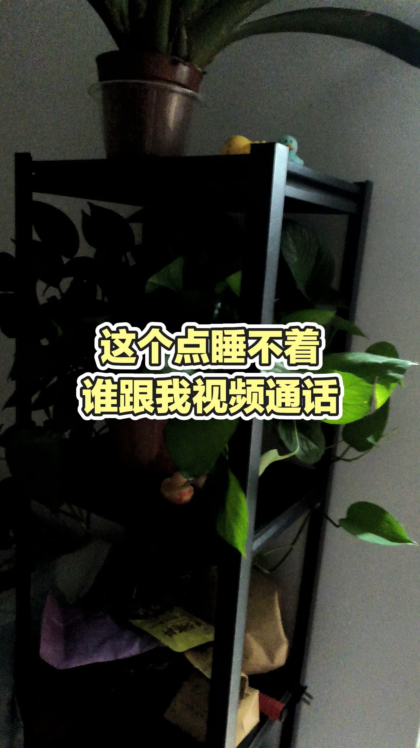 绿植治愈一切 家里养绿植才有生活的气息