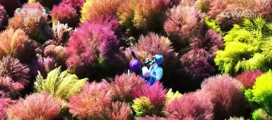 “捡秋”正当时、美景“留下人” 多彩秋日丰富赏秋文旅体验