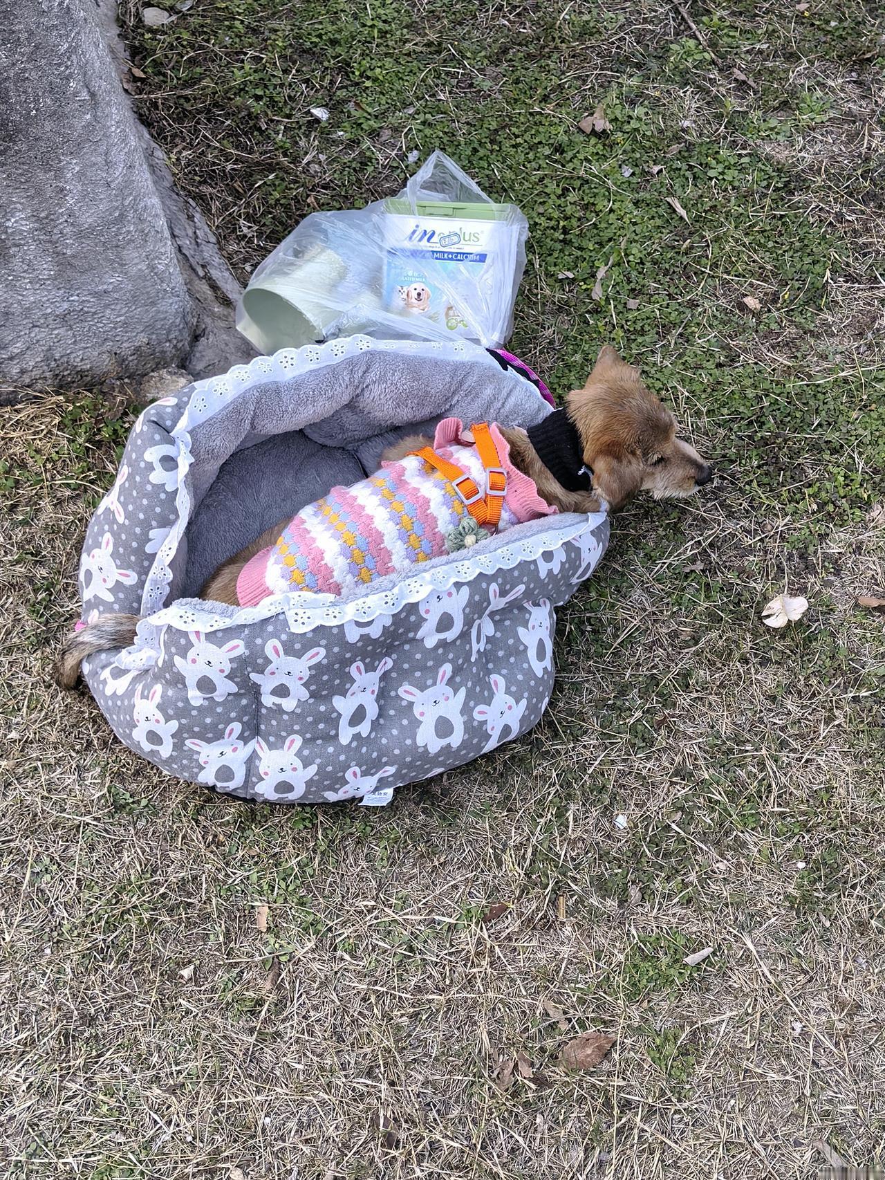 前天看到一只病狗被遗弃在小区广场觉得甚是可怜，就发了篇文说自己因无能为力而心里感