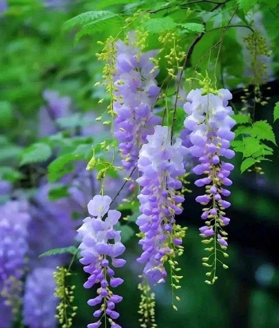 春日的紫藤花垂落如紫色云霞，一串串花穗从藤蔓间垂下，似风铃轻摇。花瓣是渐变的紫，