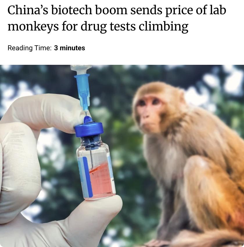 外媒：中国生物技术行业的快速发展导致用于药物测试的实验猴价格飙升，目前单只价格已