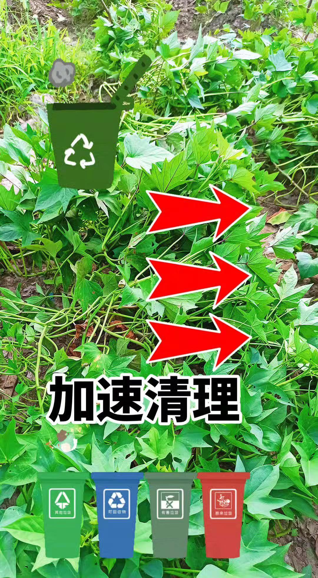 手机卡顿一定要打开这个开关。农村种菜红薯种植种菜的乐趣