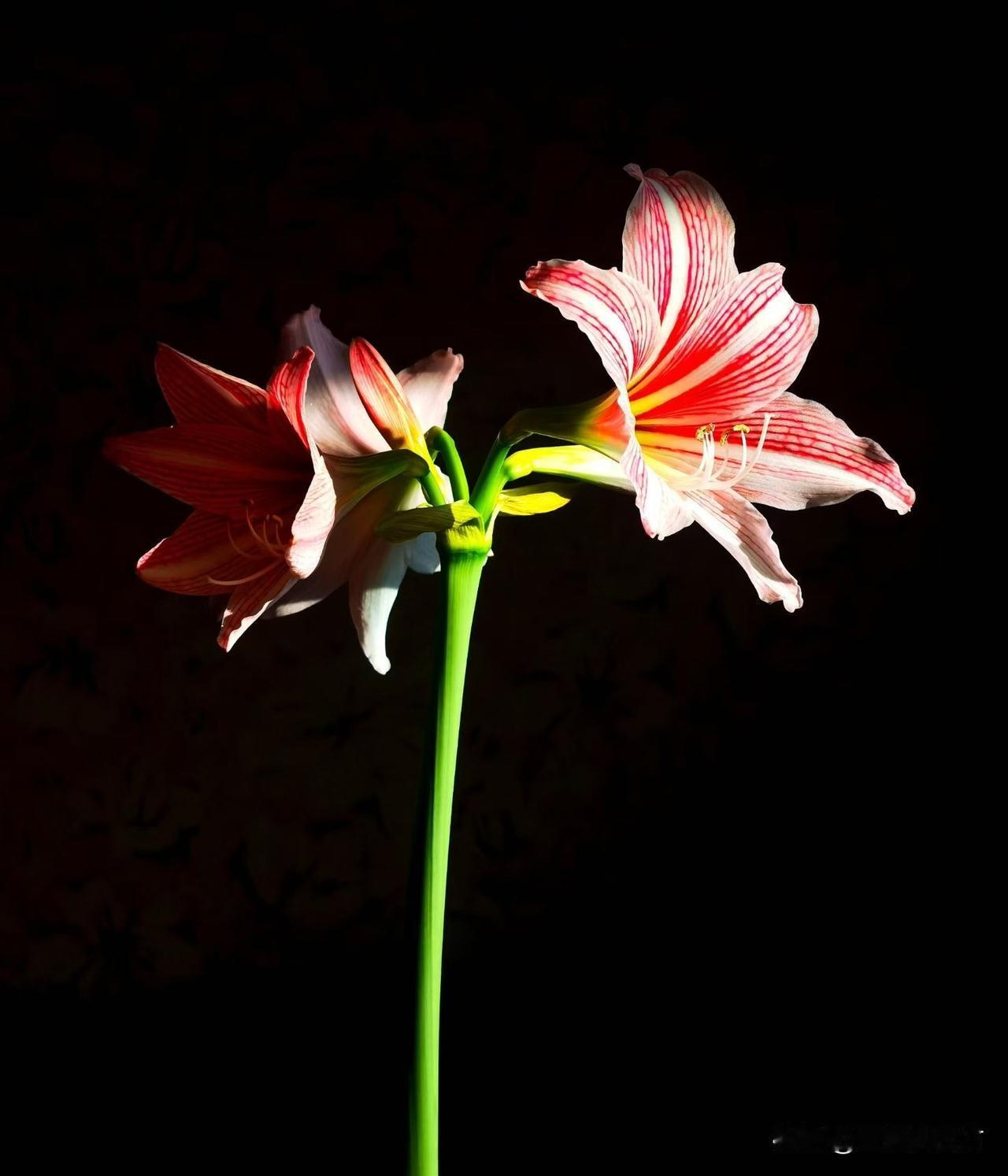 《孤挺吟》不屑群芳竞艳妆，霜寒历尽骨犹刚。孤标直上青云畔，笑看浮云过野荒