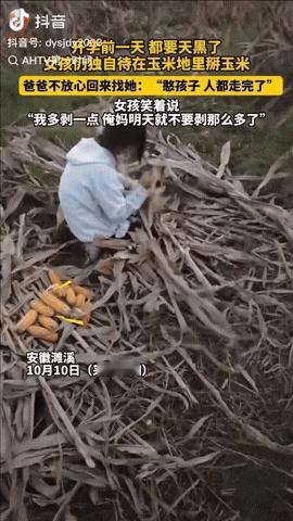 安徽，开学前一天傍晚，没想到女孩仍独自在玉米地里面掰玉米，女孩爸爸跑到地里找她：
