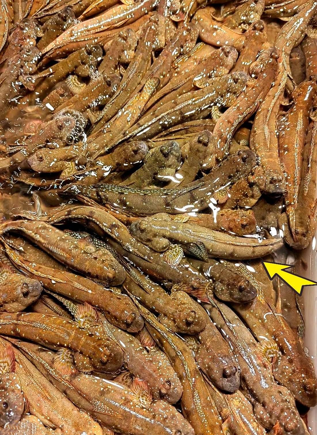 谁懂啊！我妈从广东带的鱼说这鱼野生难钓、人工养不了，小孩吃了长个，广东人超爱