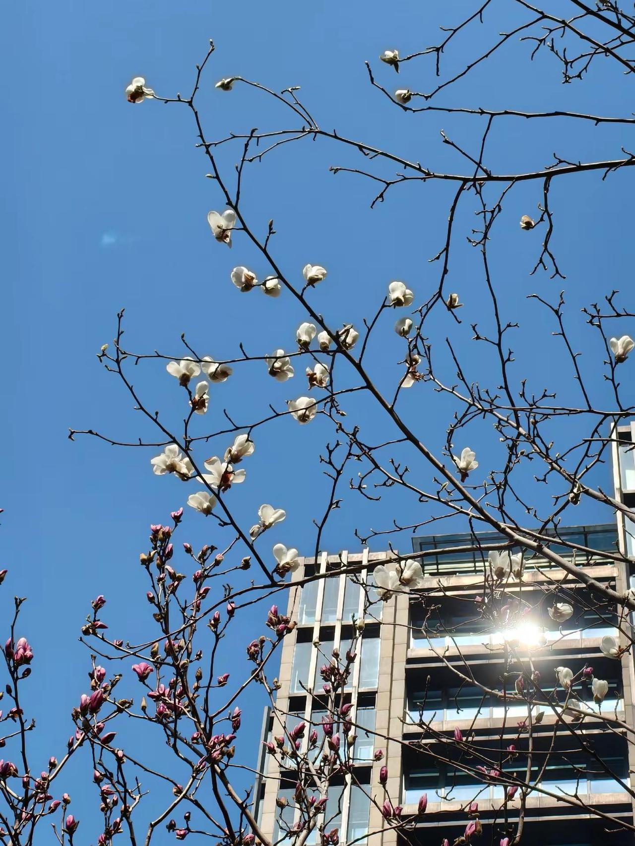 我评论了@季小米~的作品：马路边就有[呲牙笑]