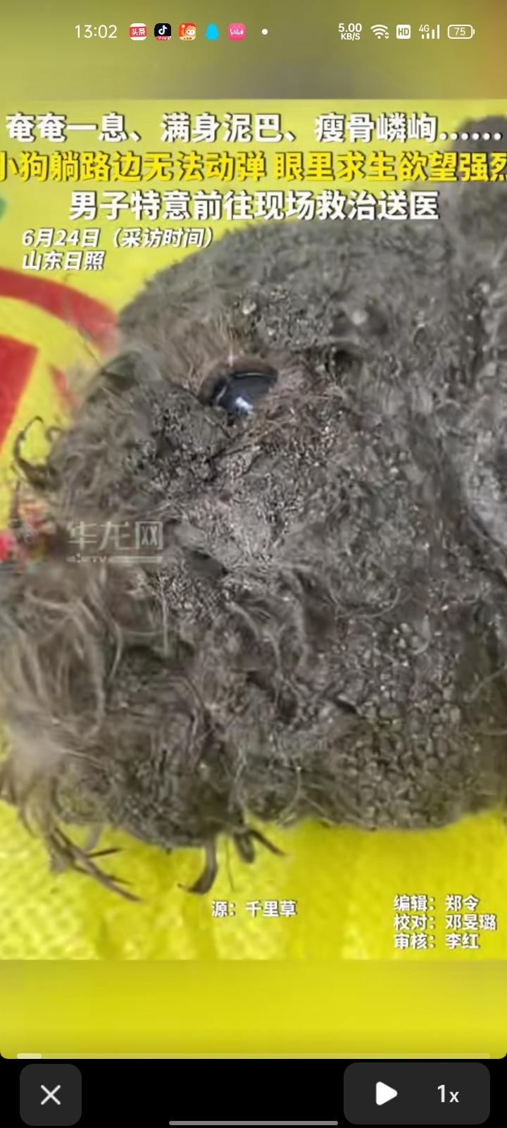6月20日，山东日照。网友晒视频称，一只泰迪犬躺在路边无法动弹，身上长满蛆虫和泥