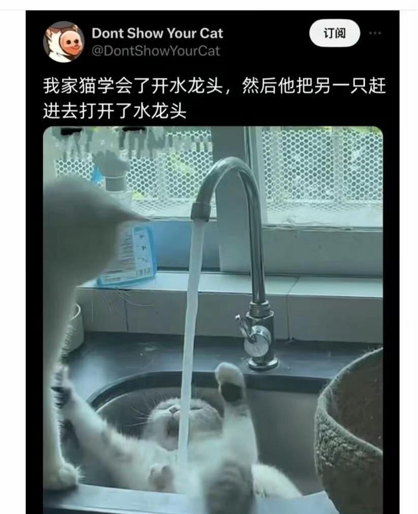 这猫有点坏