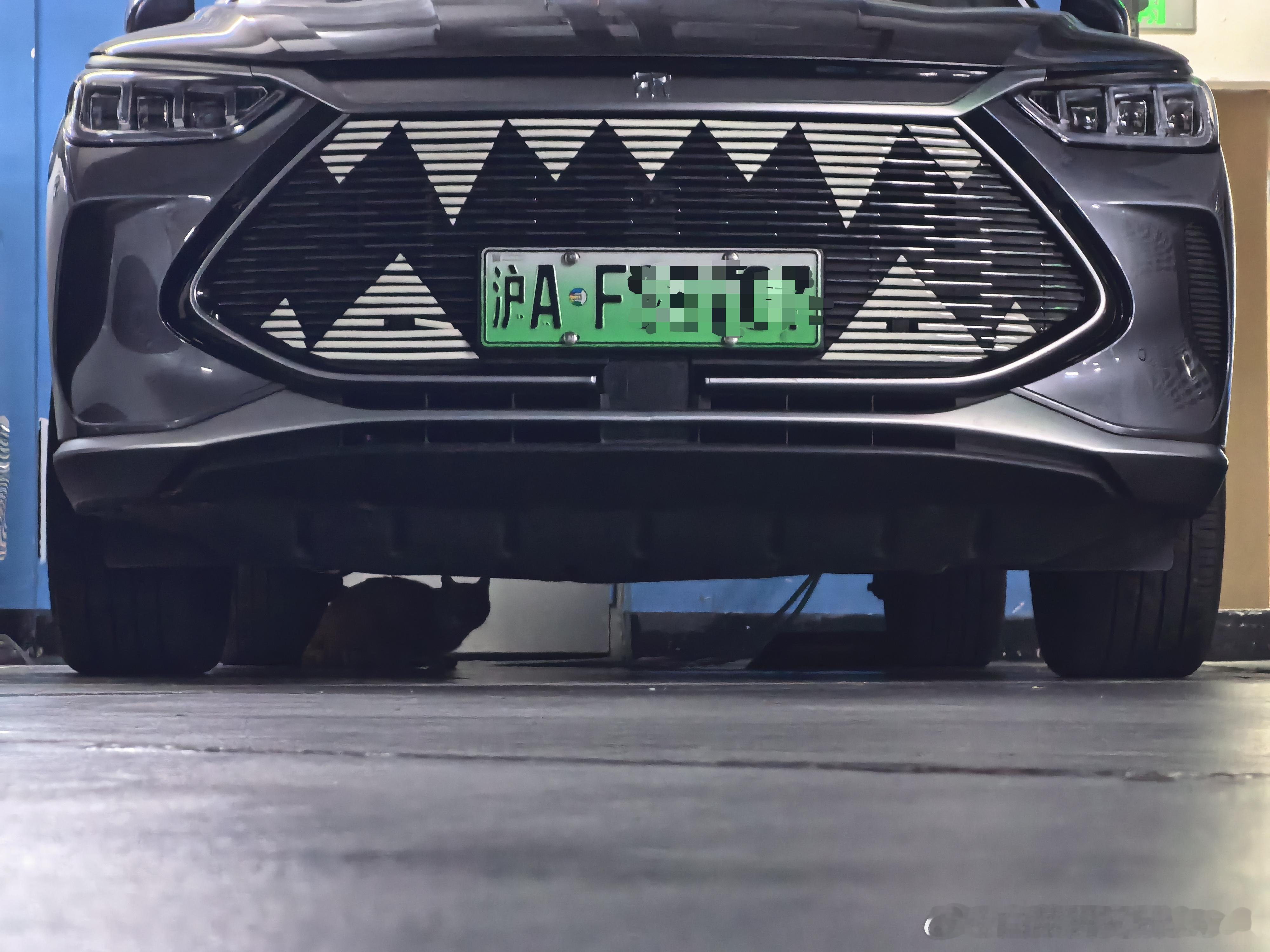 车底有只小咪，猫入鲨鱼口的感觉