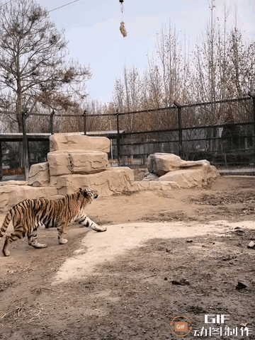 假如把肉的高度每个月上升一寸，几年以后老虎会不会变成飞虎呀？不要忙着否认，因为