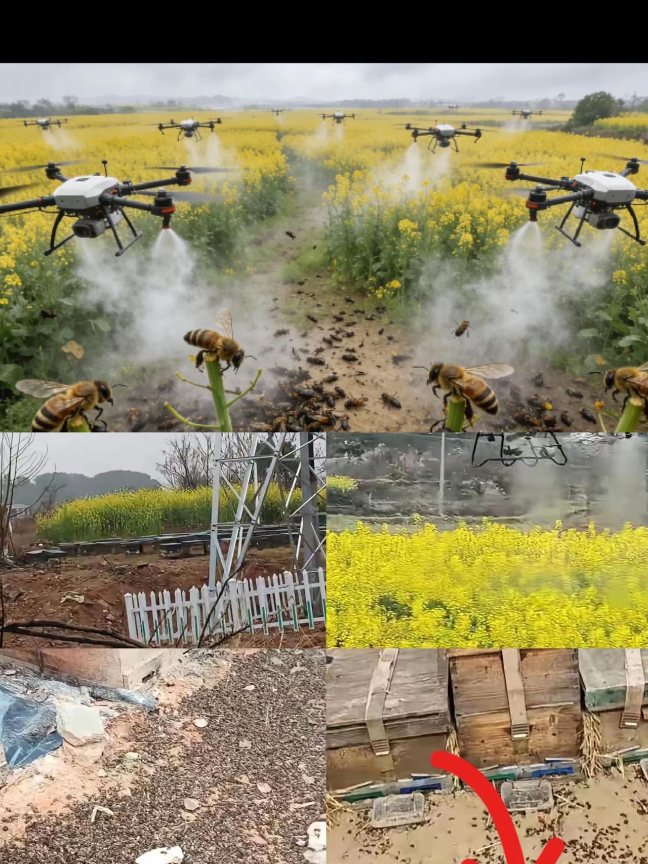 几百箱蜜蜂死得干干净净，大老爷们蹲在田埂上崩溃大哭，这一幕看得人揪心又愤怒。湖