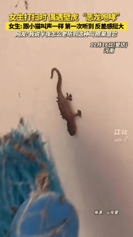 “万万没想到！”河南，一女子在家里打扫卫生，发现墙上有一只壁虎，她用扫把碰它，想