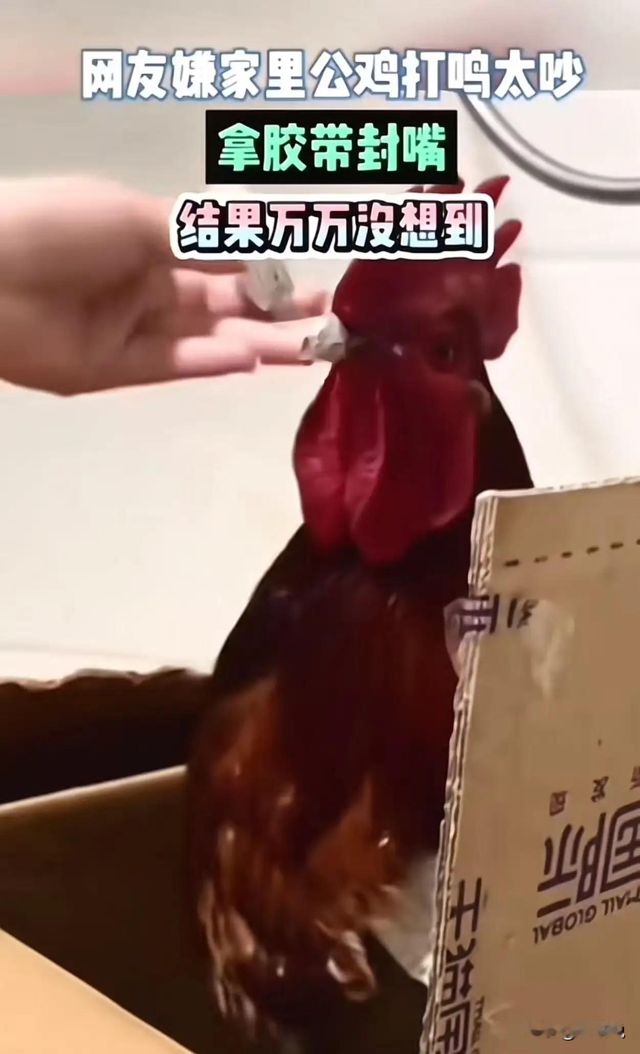 万万没想到！亲戚给女子送来一只大公鸡，女子本想着养段时间，等到过节的时候再吃，谁