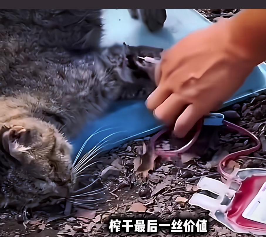 太残忍了!最近看新闻了吗?在广州那边,有一伙人,专门收购流浪猫。然而,他们可不是