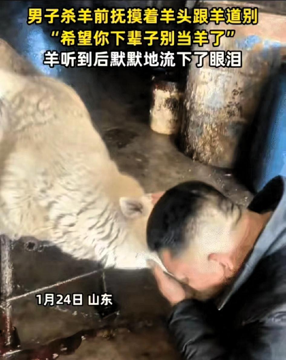 太有灵性了！山东，一男子准备杀自家养的羊时，突然有点不舍，蹲下身轻轻抚摸羊头，额