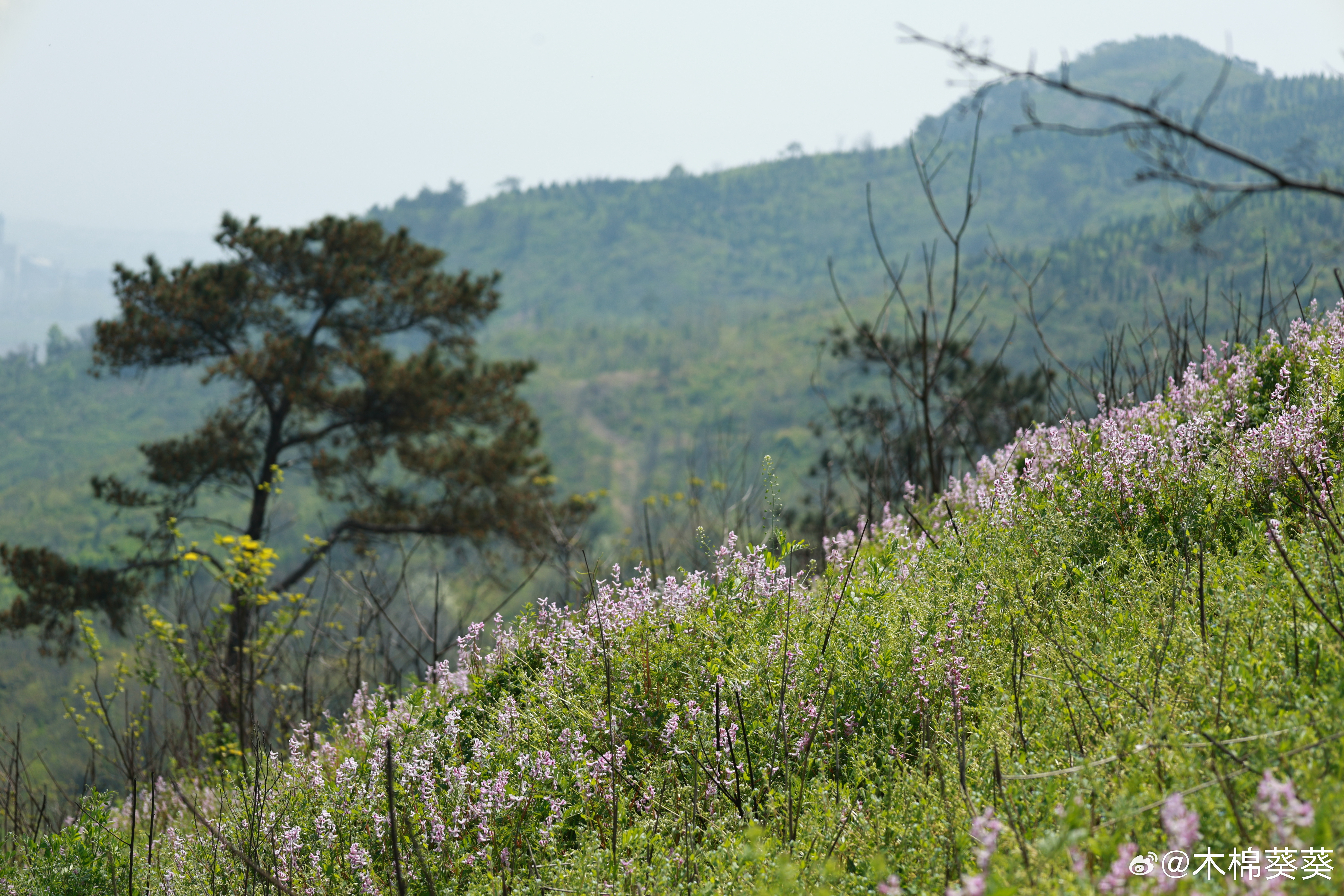 喜欢春天，是因为一切都可以慢慢来。好像春天来了，一切都可以重新开始！