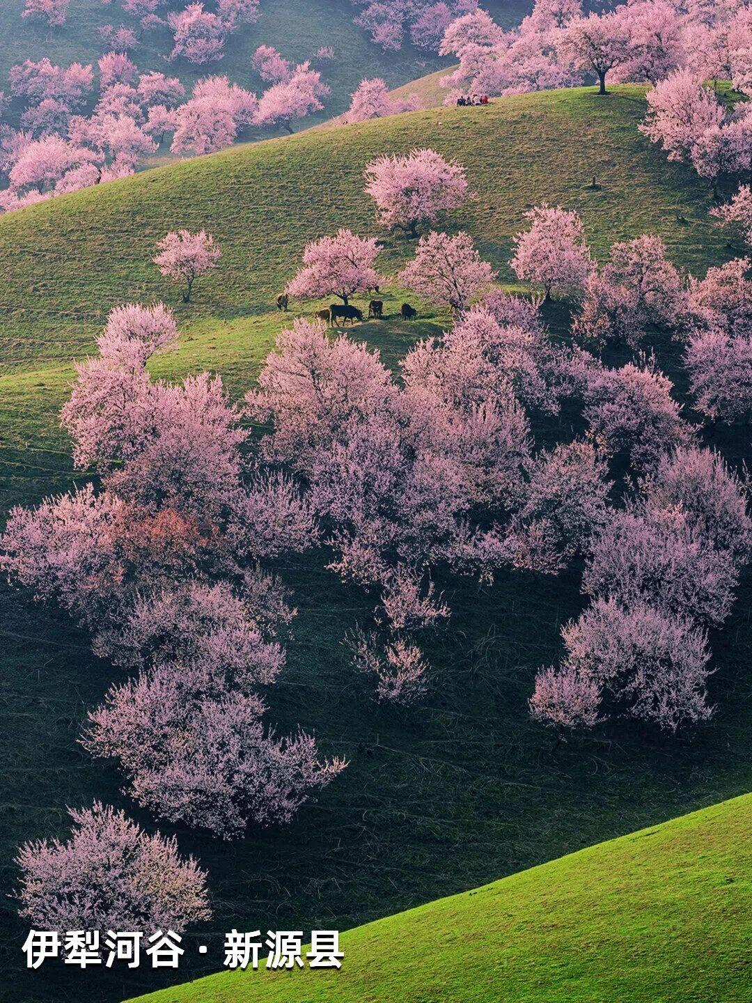 |新疆杏花，野到极致便是绝色江南的杏花，开在烟雨中，温柔婉约，像一幅水墨画。