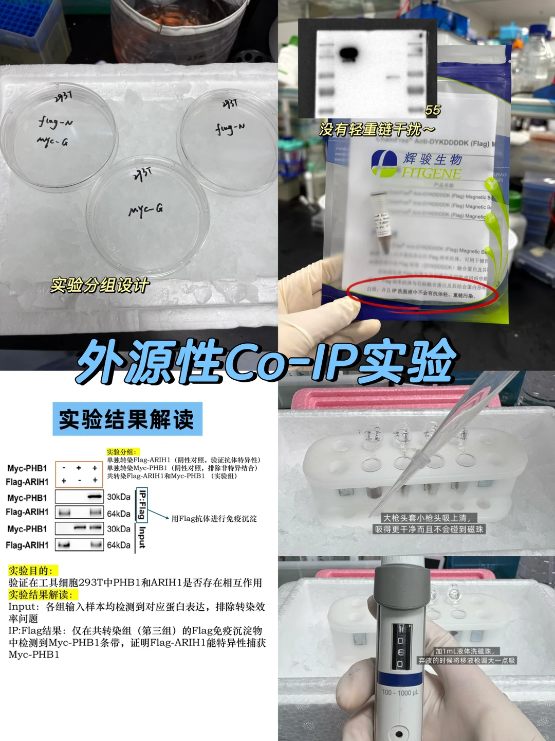 外源性Co-IP实验详细教程～