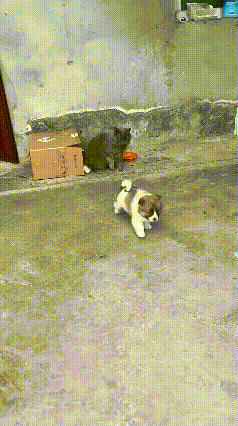 视频里这幕简直太逗了。饭点刚到，小奶狗发现自己的口粮被一只蓝猫占了，立马急了眼