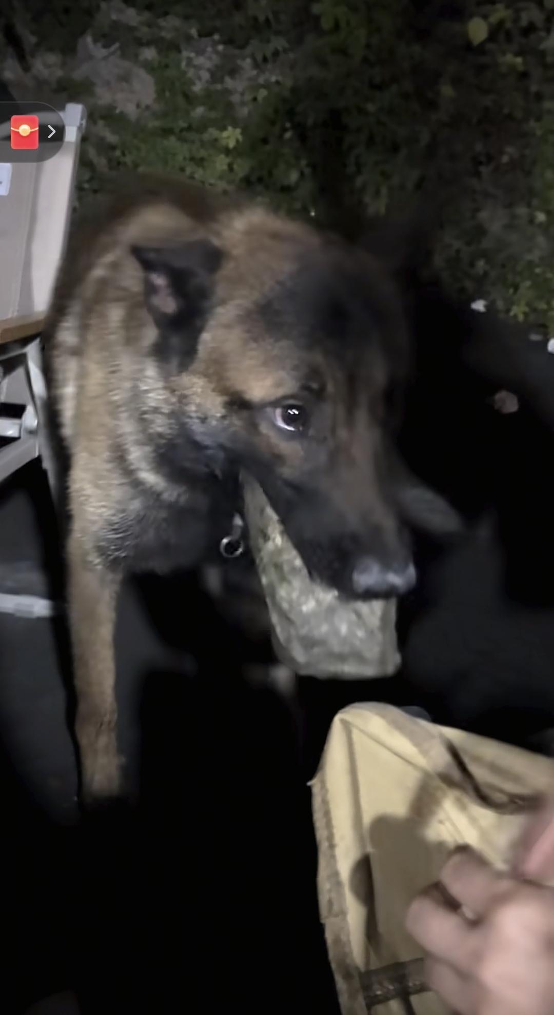 杭州马犬“管家”的施暴者就是主人拜托帮忙临时照看的“朋友”，管家出事后，大家都在