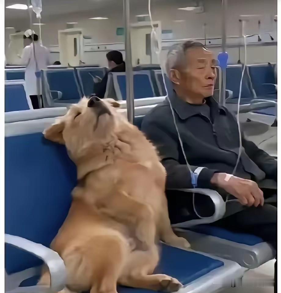 大爷六年前收养了一只巴掌大的流浪狗，多年来朝夕相伴，从未分开。最近大爷生病
