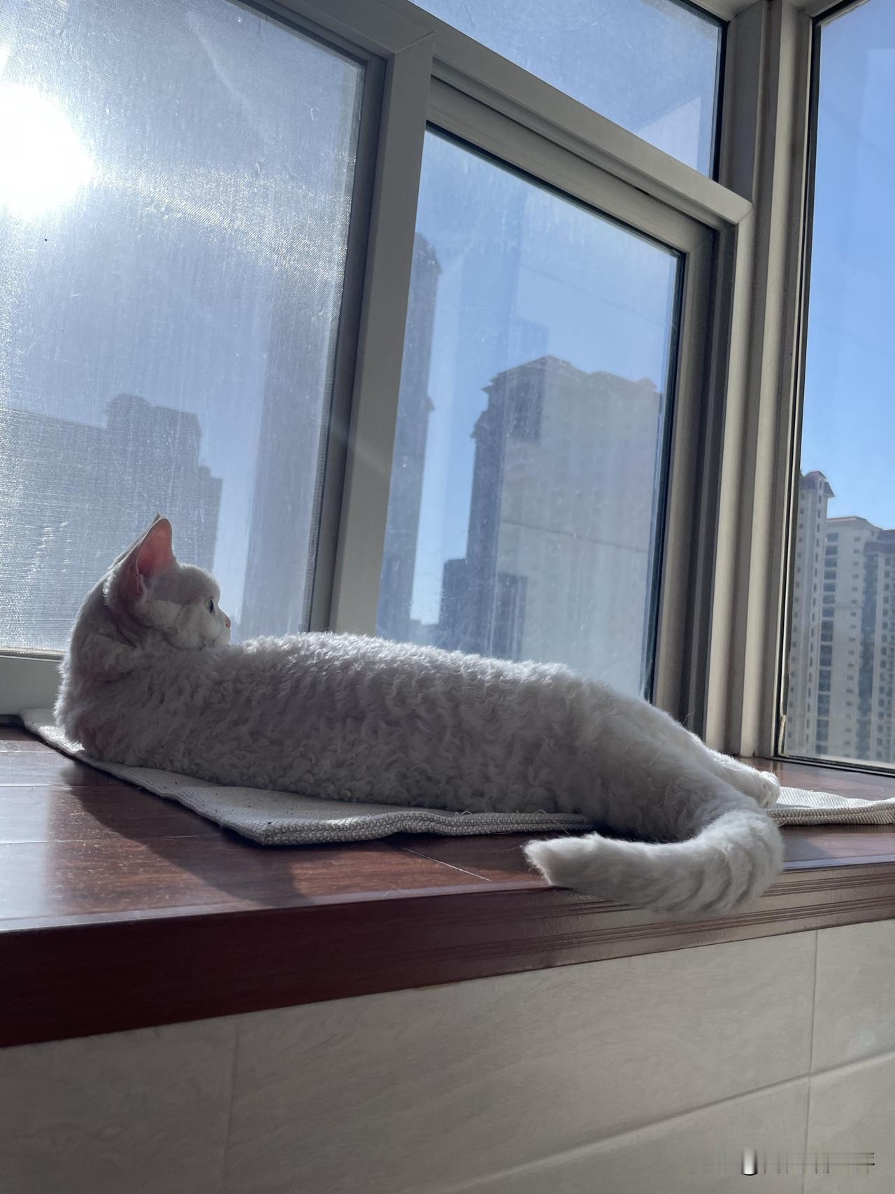 小猫咪的背影睡姿，迎着阳光，看着窗外，一只快乐的小猫咪。