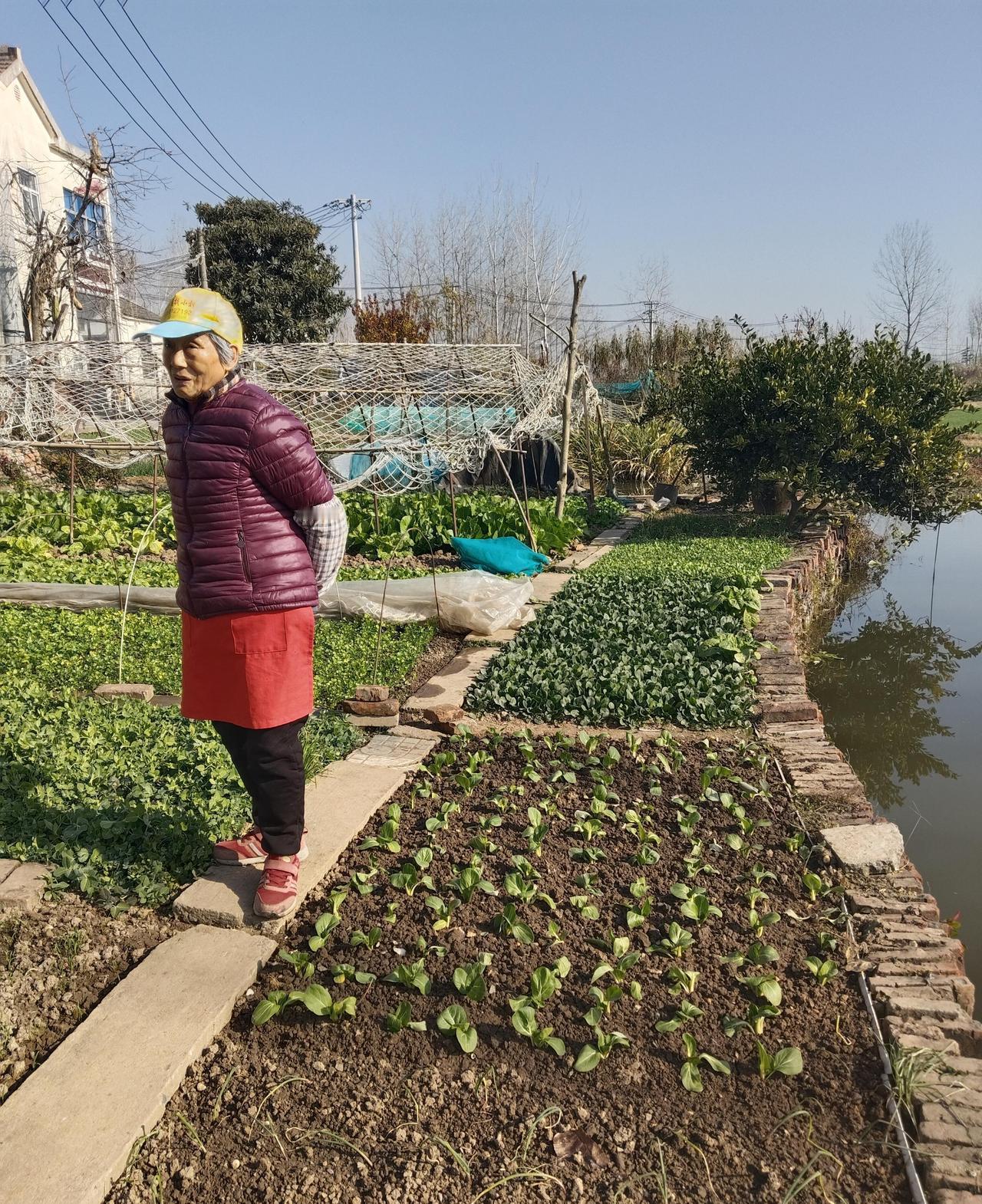 南京新生圩长江大桥免费开通以后，蓦然发觉，桥这头是繁华都市栖霞区，桥那头是六合的