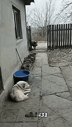 太奇怪了。12月14日报道，野猪进到院子里，狗见了吓得原地打转，汪汪直叫，猫一出