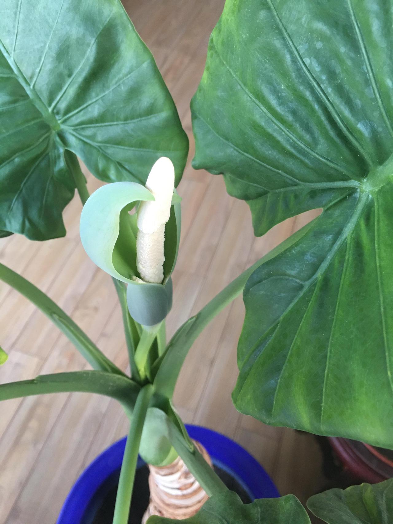 好奇害死猫！别轻易尝试近日，浙江杭州一名男子闲来无事，看着自己家里的漂亮盆栽滴