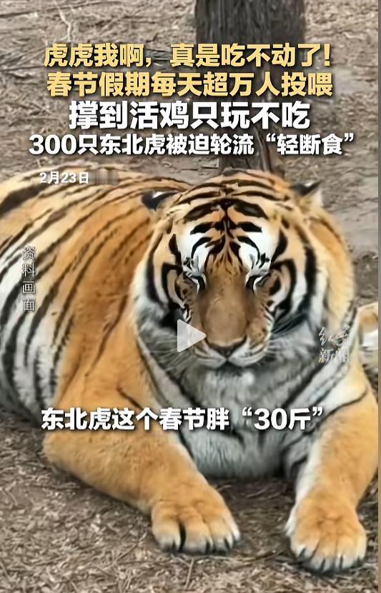 “笑不活了！”近日，黑龙江哈尔滨，国家4A景区哈尔滨东北虎林园的300余只东北虎