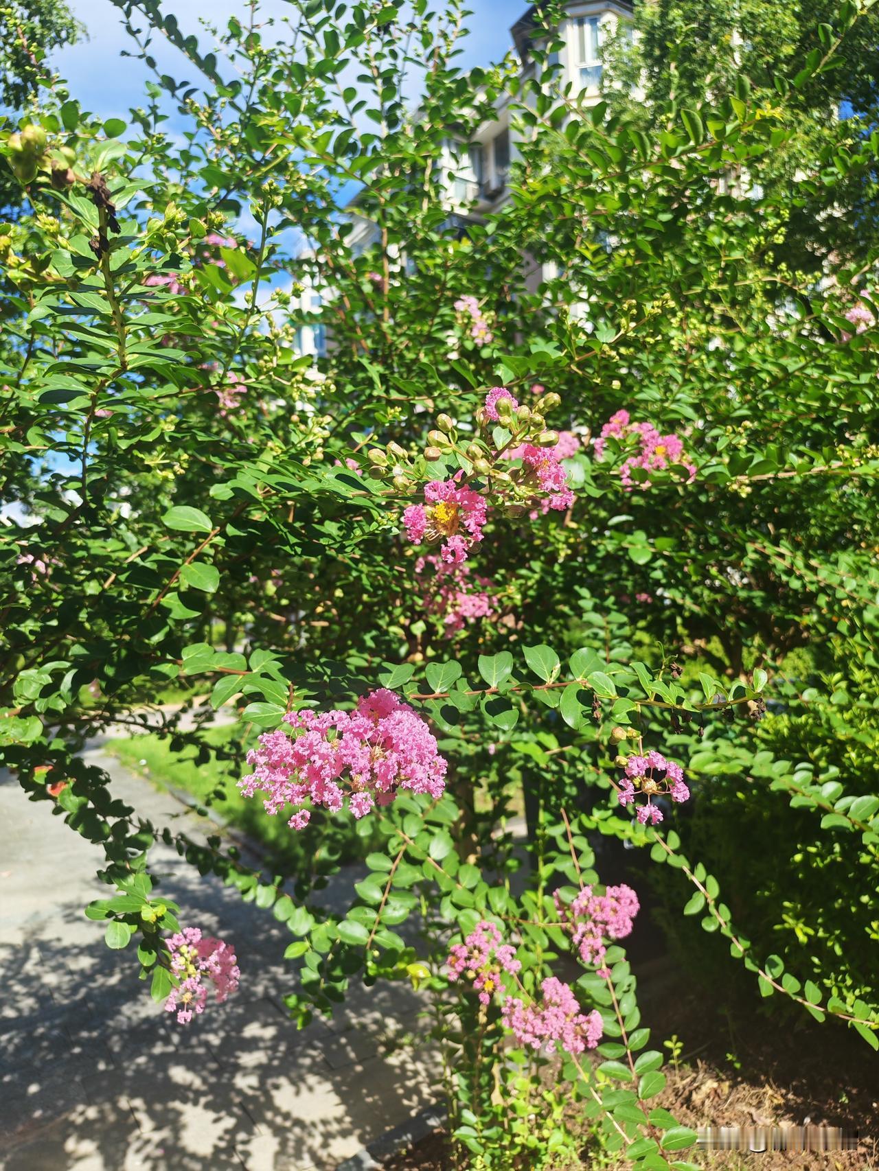 住在同小区的两个同事，昨天下午回到学校教工宿舍去了。他们下学期任新初一班主任，新