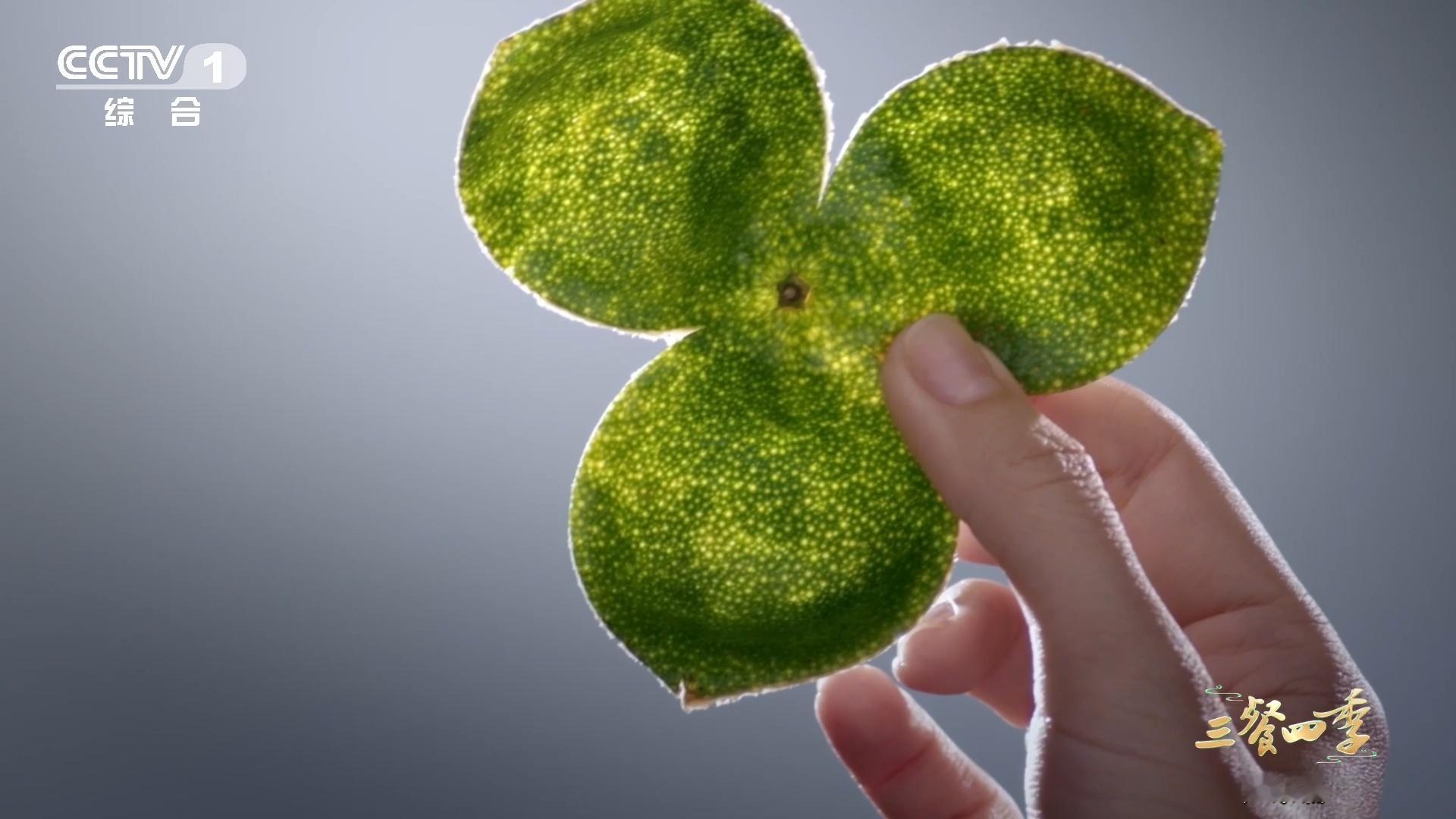 正宗广东新会陈皮的年份如何鉴别新会陈皮年份咋鉴别？看外观是关键。颜色与橘络特征不
