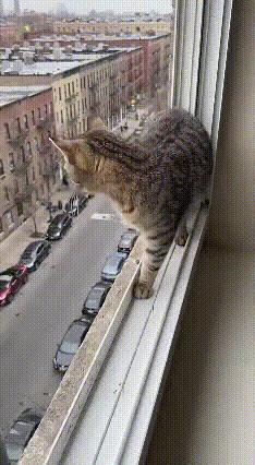 🔥救命！这只狸猫怕是把“猫有九命”焊在DNA里了吧！刷到个视频直接看呆了